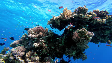 Toma-En-Primera-Persona-Explorando-El-Colorido-Mundo-Submarino-En-Sharm-El-Sheikh,-Egipto