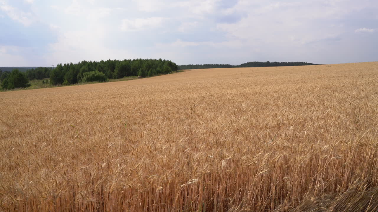 золотое пшеничное поле под облачным небом