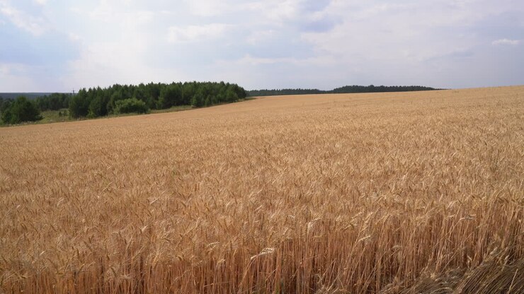 Golden Wheat Field Under a Cloudy Sky