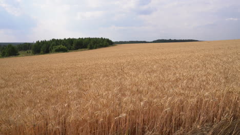 campo de trigo dorado bajo un cielo nublado