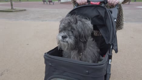 female pushing funny old dog in stroller pram slow motion through park