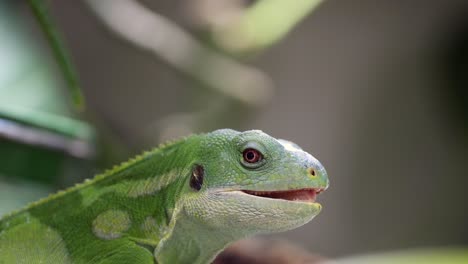 close up shot of green leguan with yellow eyes in wilderness during sunny day