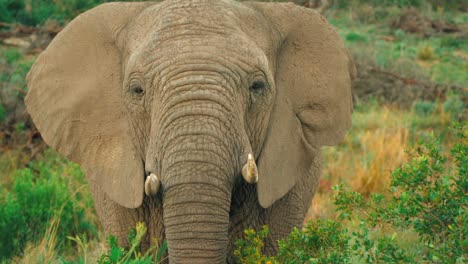 A-young-elephant-stares-through-the-foilage-at-the-camera-with-short-tusks-and-a-dusty-body