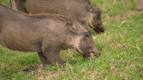 Young-warthogs-without-tusks-graze-on-green-grass,-Close-Up