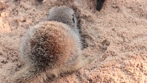 meerkat actively digging in sandy environment