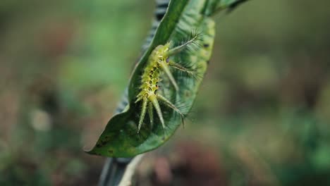 limacodidae moth green caterpillar with large spikes and colorful patterns on a leaf