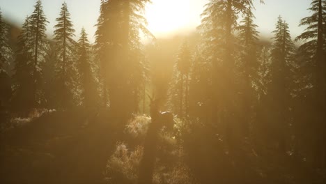 Deer-Male-in-Forest-at-Sunset