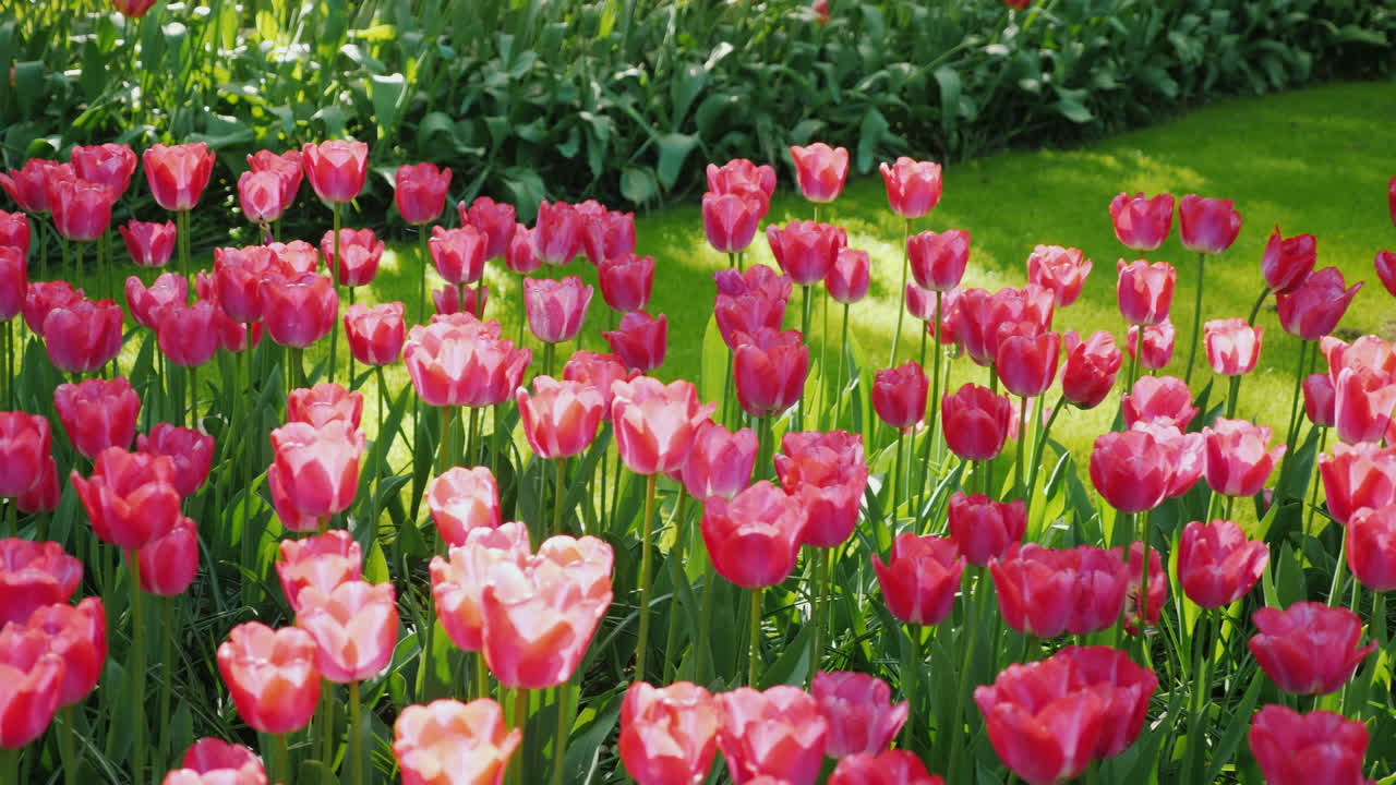 네덜란드 튤립 정원의 핑크 튤립