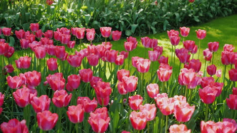Pink-Tulips-In-Netherlands-Tulip-Garden