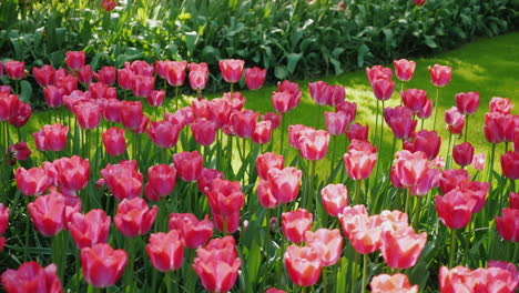 pink tulips in netherlands tulip garden