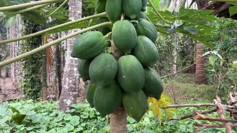 tiro gimbal de papayas inmaduras en el árbol