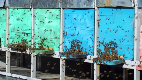 swarm of bees in the way to apiary