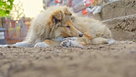 Rough-collie-puppy-scratches-leg-using-mouth-due-to-itches