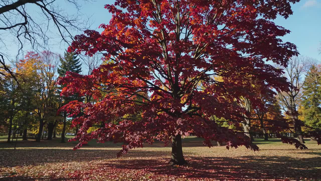 Wide-angle video captures a vibrant autumn tree with red leaves in a park, emphasizing the beauty