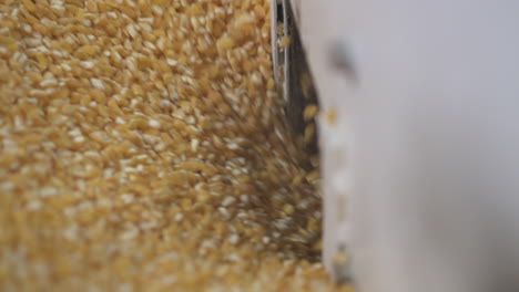 corn grains being processed by a machine for packaging