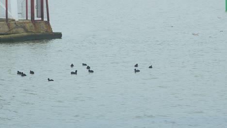 Eurasian-coot-flock-swimming-in-the-water-and-looking-for-food,-overcast-day,-distant-shot