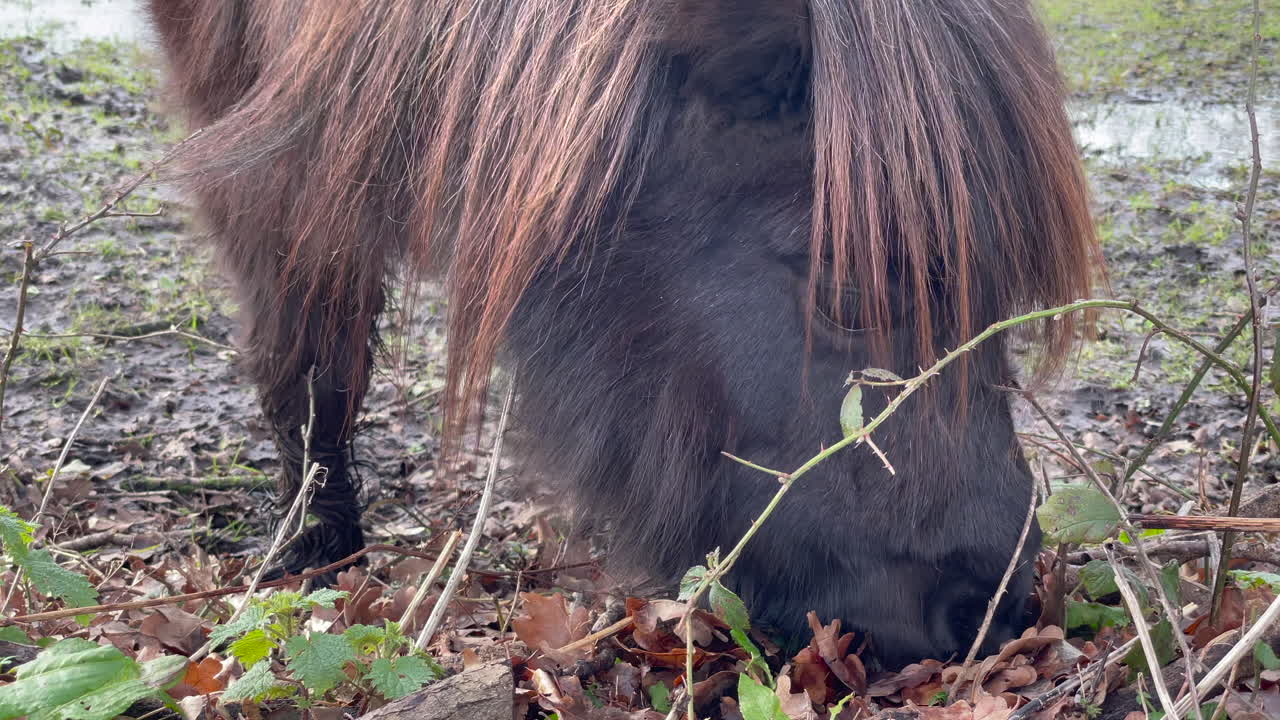 tiro de pony shetland con principal dorado comiendo hierba entre las hojas de otoño caídas, día de invierno brillante