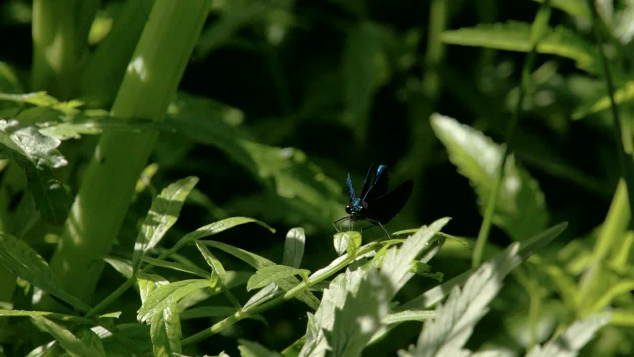 파란 드래곤플라이가 날개를 펴고 4k fs700 odyssey 7q