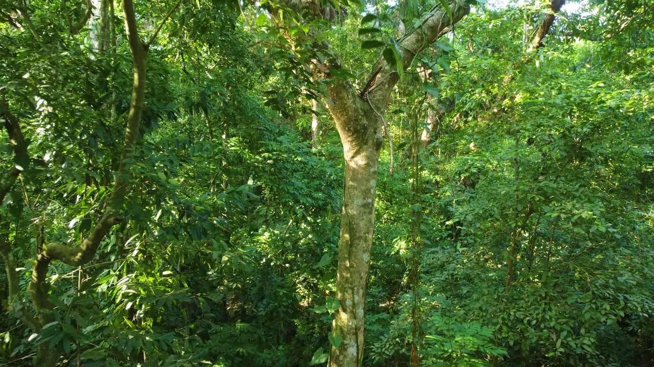 View through dense and lush vegetation in the South American rainforest