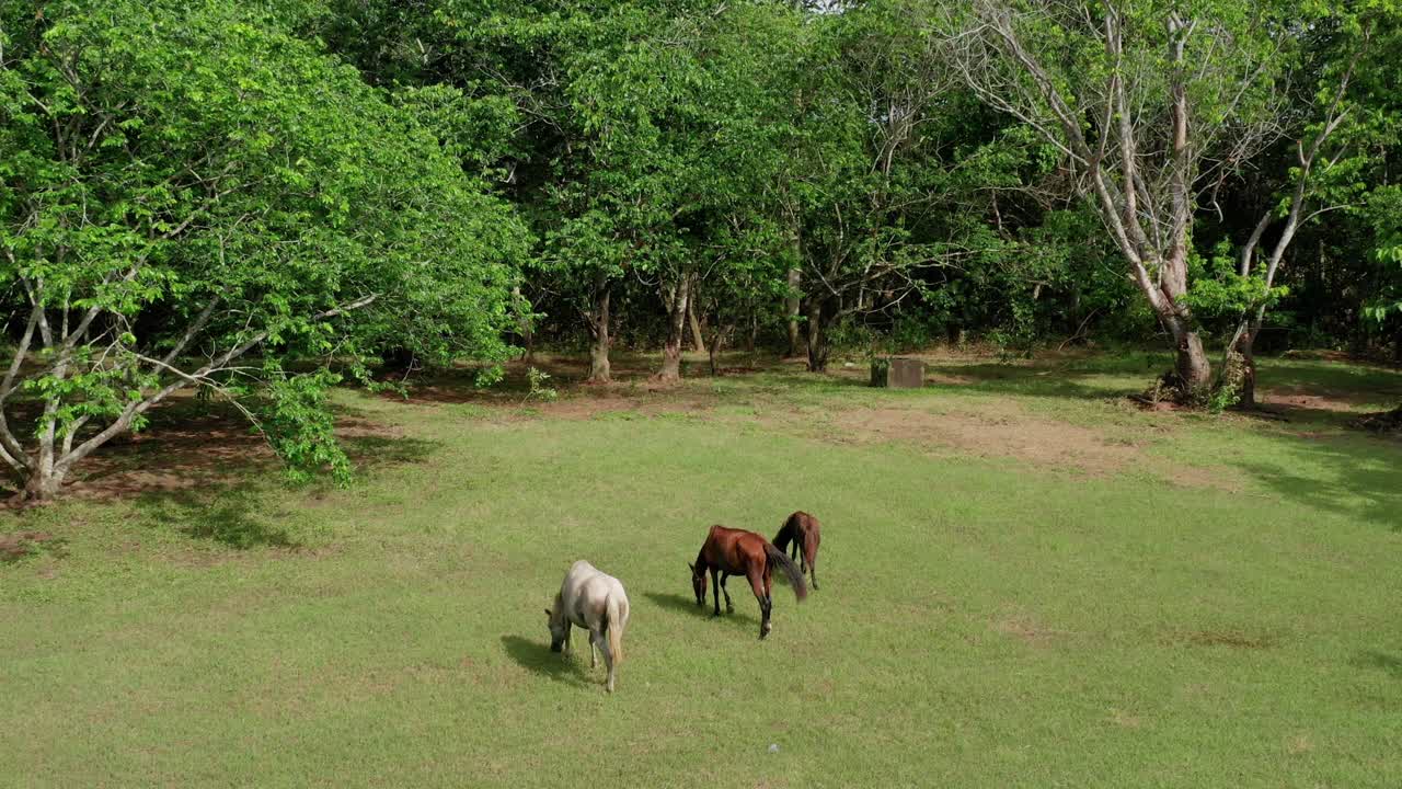 낮에는 아름다운 푸른 나무 드론 공중으로 둘러싸인 녹색 느낌의 말 두 마리와 아기 사발 무덤