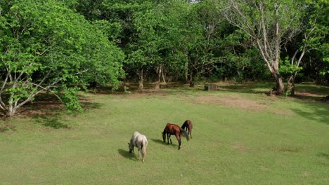 dos caballos y un cuenco para bebés tumbas en un ambiente verde rodeado de frondosos árboles verdes drone aéreo durante el día