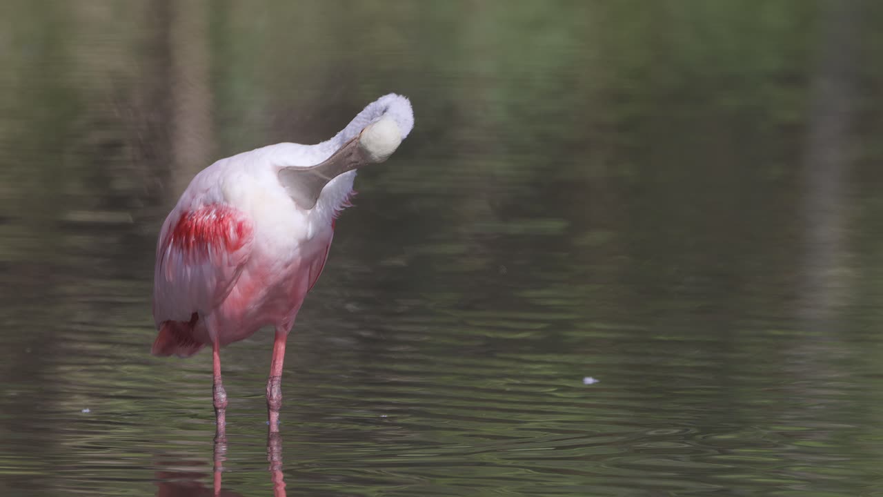 Roseate Spoonbill grooming feathers while standing in shallow water in Florida everglades