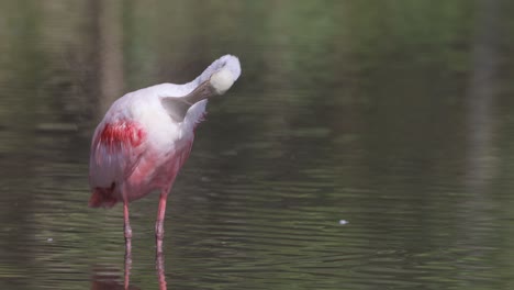 el pico de cuchara rosada limpiando las plumas mientras está de pie en aguas poco profundas en los everglades de florida