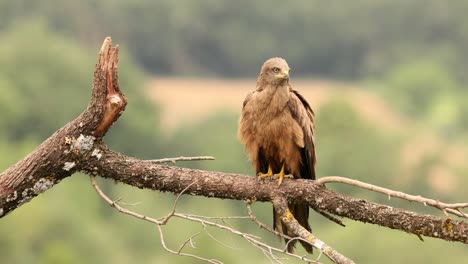 Black-kite-perched-on-branch