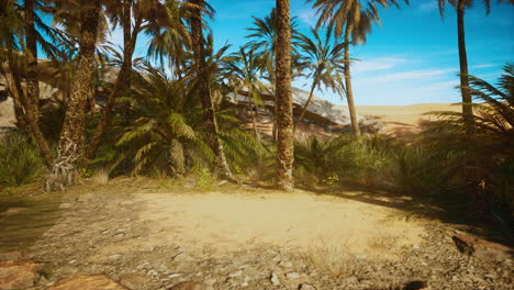 tranquil oasis in the desert