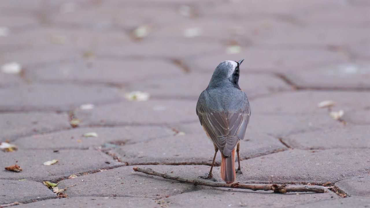 Detailed close up of a white crowned redstart bird walking across a paved surface