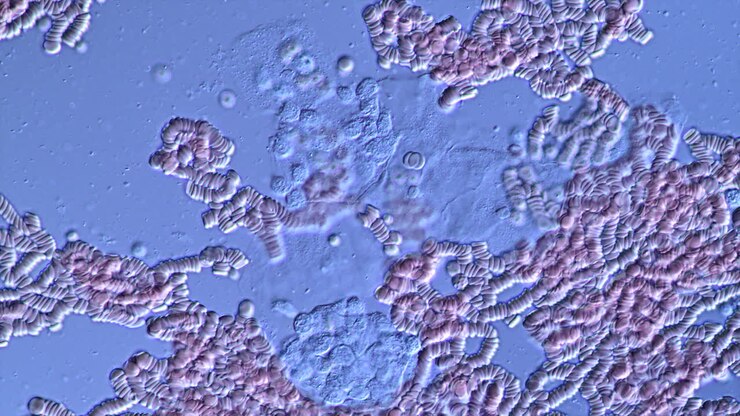 Visto al microscopio delle cellule del sangue