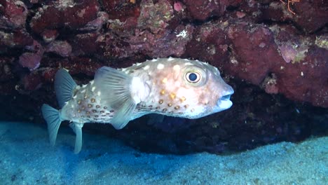 Disparo-De-Gran-Angular-De-Burrfish-Spotbase-Nadando-En-Un-Arrecife-De-Coral-En-El-Mar-Rojo.