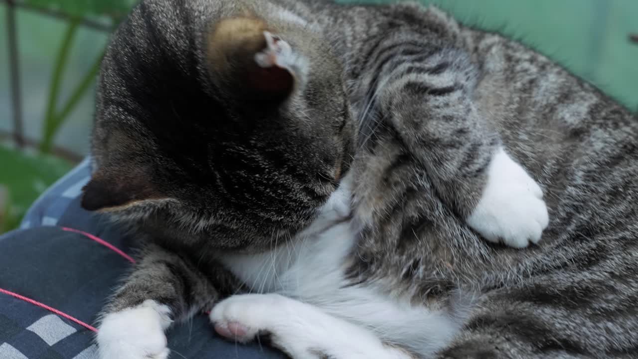 귀여운 고양이가 배를 깨끗이 핥은 다음 멈추고 카메라를 쳐다본 다음 다시 손으로 들고 와이드 샷을 닫습니다.