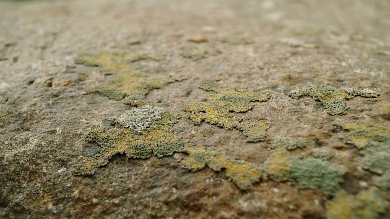 Close low angle view showing rough natural rock covered with patchy lichen in muted green yellow gray and brown tones, creating organic surface detail with muted rustic color and shallow focus