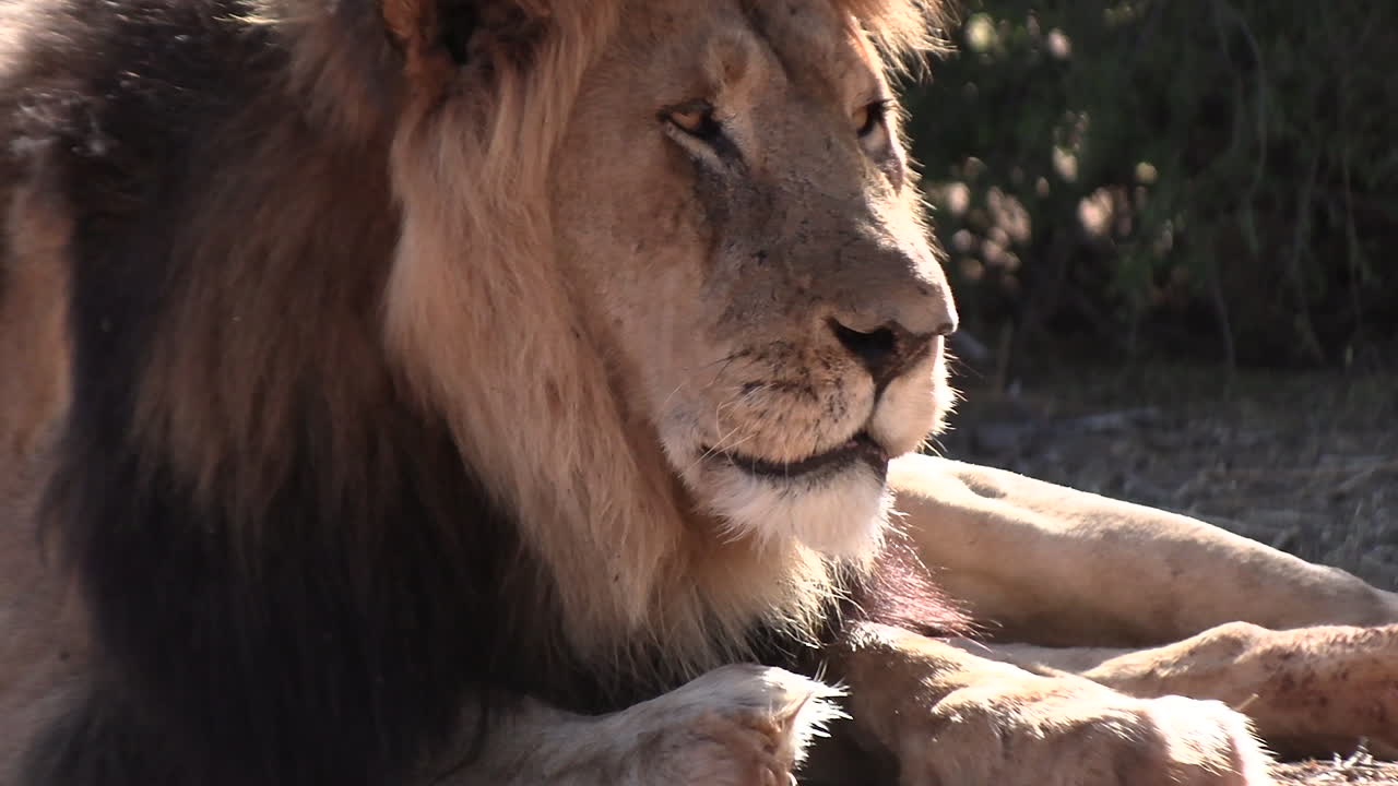 hermoso primer plano de una cabeza de león macho, mirando fijamente y lamendo sus labios
