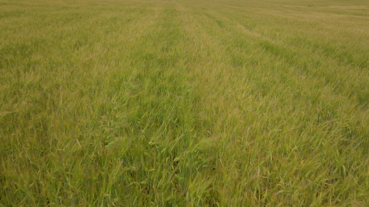 volando sobre el campo de trigo en el paisaje rural - disparo de drones