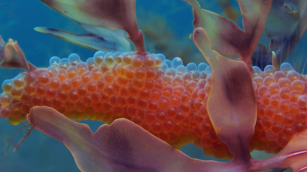 알을 가진 잎이 많은 바다 용 4k 슬로우 모션 사우스 오스트레일리아