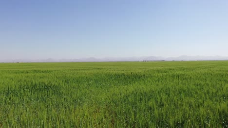 Vista-Aérea-Del-Crecimiento-Exitoso-De-Las-Plantas-De-Trigo-En-Las-Granjas-De-Trigo-De-Sharjah-En-Los-Emiratos-Árabes-Unidos.