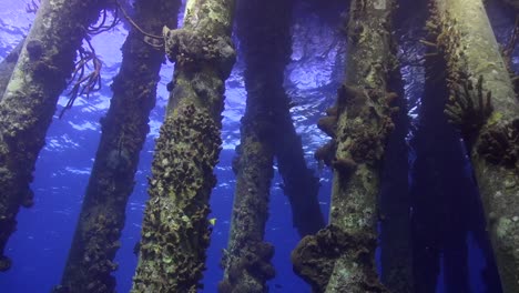 pilotes de muelle con pescado