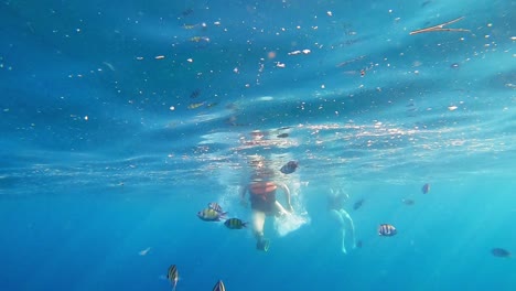 many sergeant major fish swimming with divers by the surface of the waves of thailand - underwater