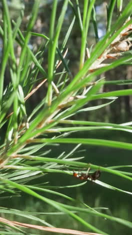 hormiga navegando a través de agujas de pino con un fondo de bosque iluminado por el sol, destacando los detalles de la naturaleza
