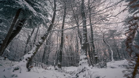 Serena-Escena-De-Bosque-Cubierto-De-Nieve-Capturada-En-Un-Lapso-De-Tiempo,-Que-Muestra-Nieve-Que-Cae-Suavemente-Y-Bosques-Tranquilos.