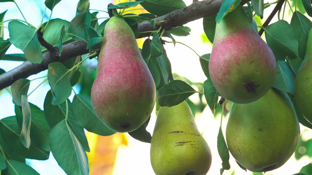 Pears hanging on a tree branch in a sunny garden during summer