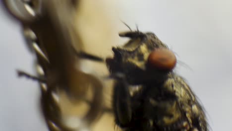 close-up of a fly on a chain