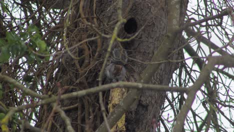 squirrel sitting on tree branch scratching with itself with back leg in the snow