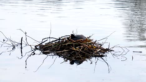 coot female water bird sitting in the nest