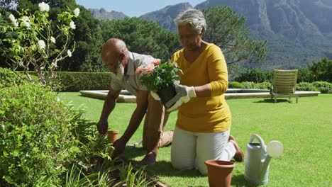 pareja de ancianos afroamericanos jardinería juntos en el jardín en un día soleado brillante