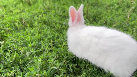 a white little domestic rabbit is grazing in a green yard looking at the camera