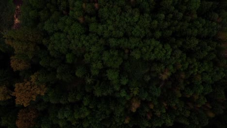 green forest in austria cinematic droneshot