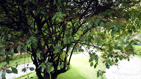 Ein-Weg-In-Einem-Kleinen-Garten,-Der-Am-Nachmittag-Aufgenommen-Wurde